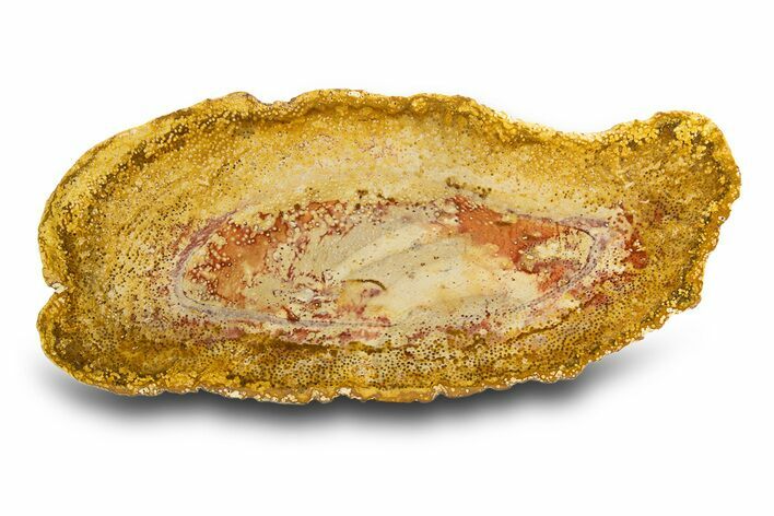 Colorful Polished Petrified Palm Wood Round - Indonesia #308120